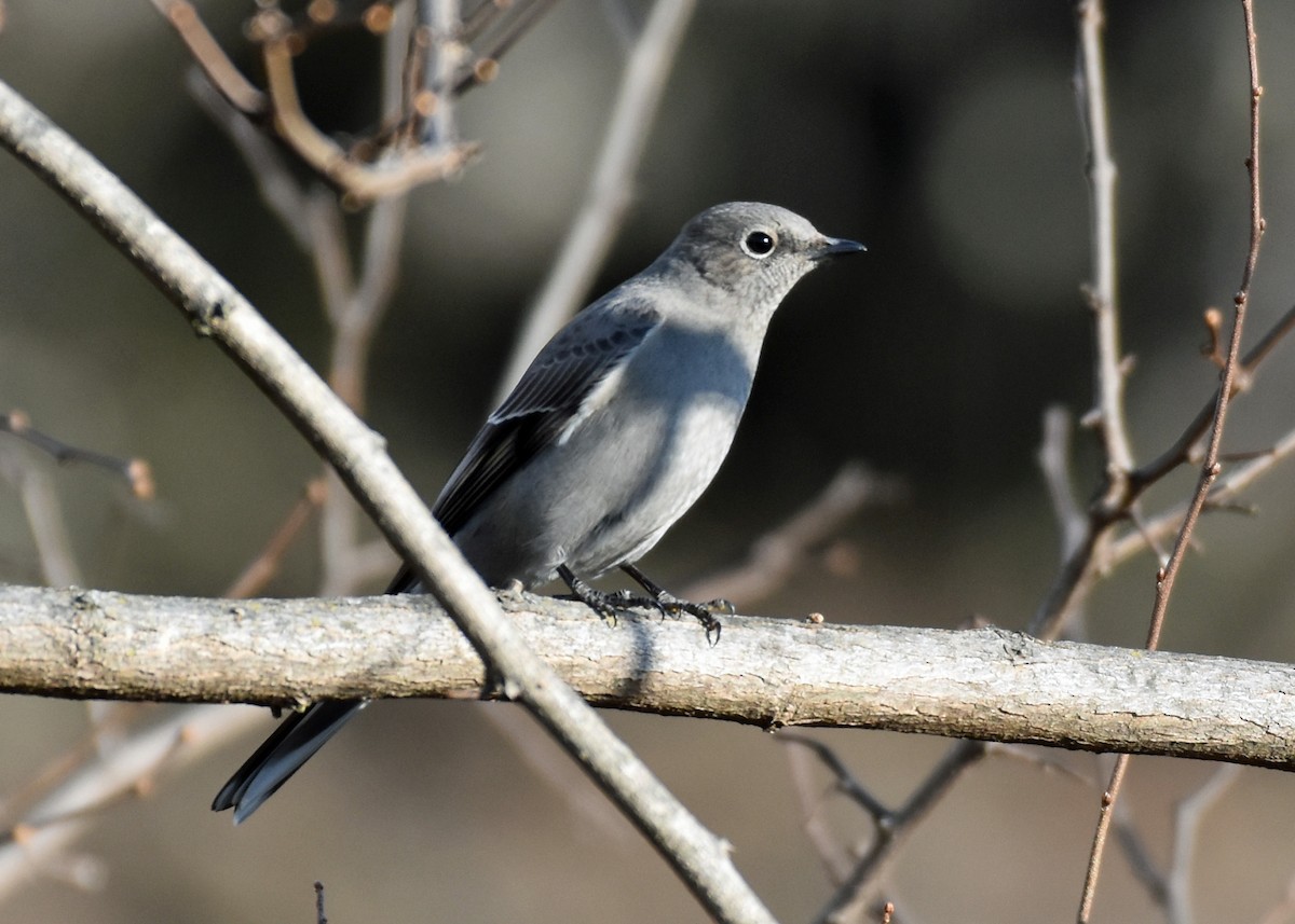 Townsend's Solitaire - Mike Mosser