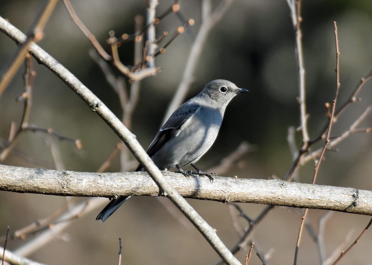 Townsend's Solitaire - Mike Mosser