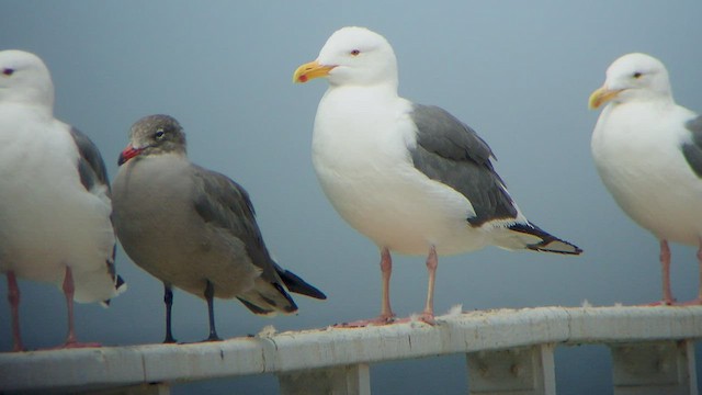 Goéland d'Audubon - ML528367511