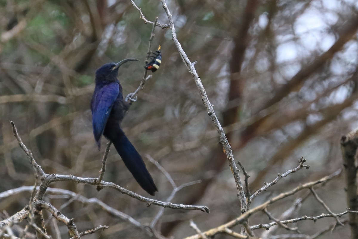 Common Scimitarbill - ML528368791