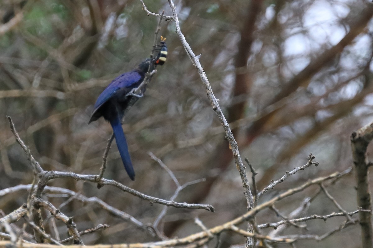 Common Scimitarbill - ML528368801