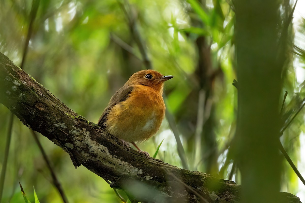 Rusty-breasted Antpitta - ML528369961