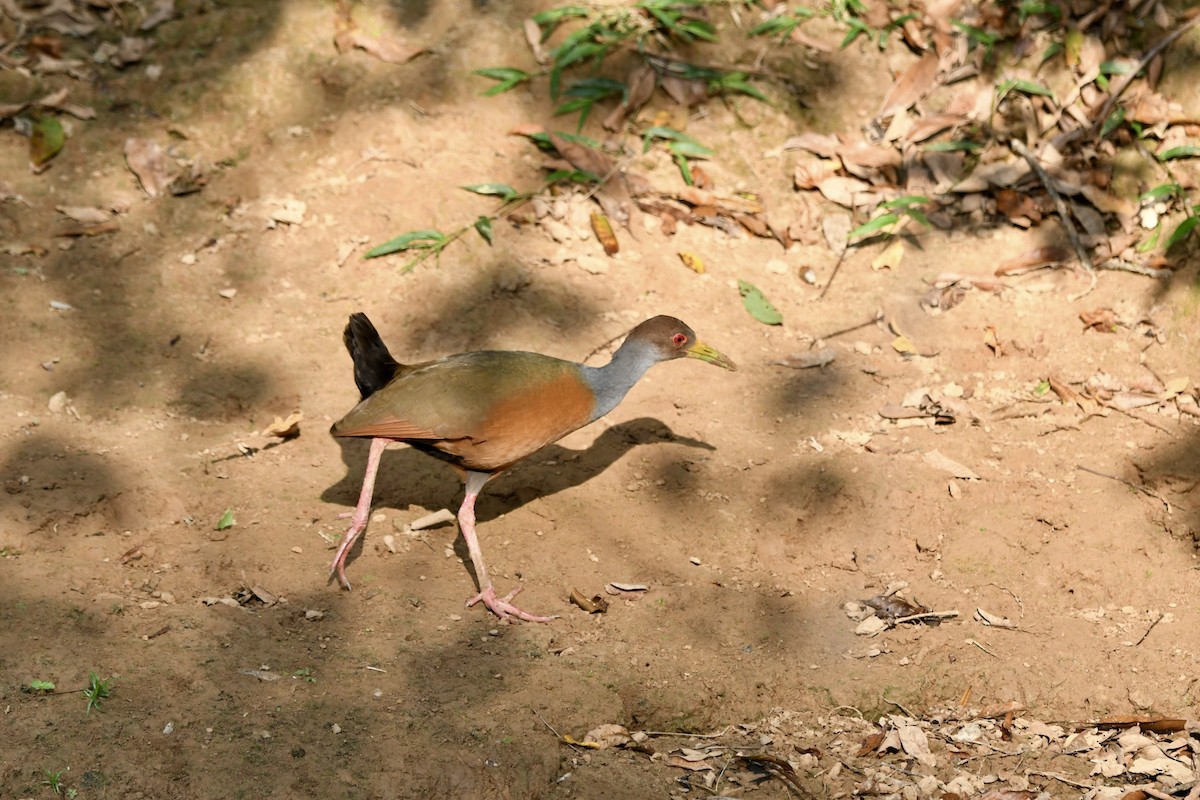 Gray-cowled Wood-Rail - ML528370241