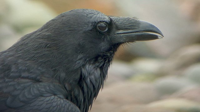 Common Raven - ML528371241