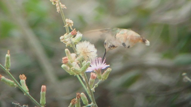 Allen's Hummingbird - ML528371711