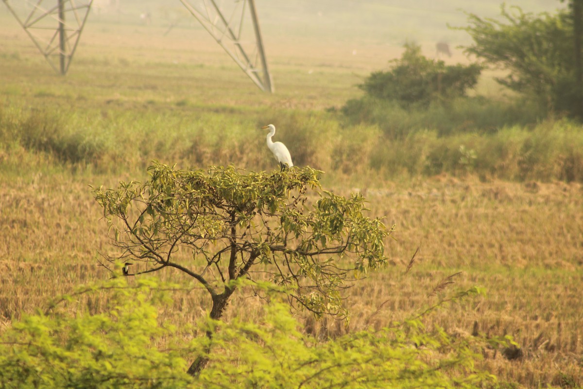 Medium Egret - Claudia Pinheiro