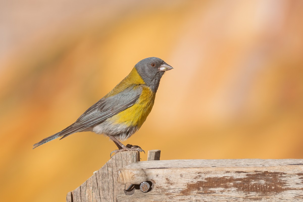 Gray-hooded Sierra Finch - ML528372021