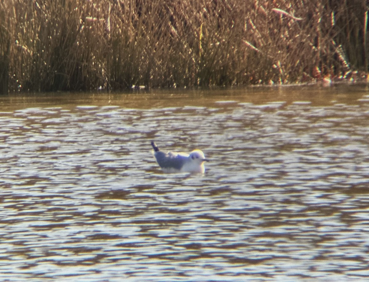 Bonaparte's Gull - ML528372431