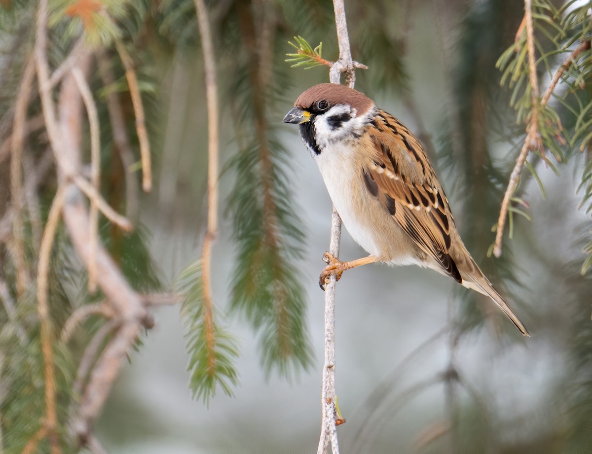 Eurasian Tree Sparrow - ML528373281