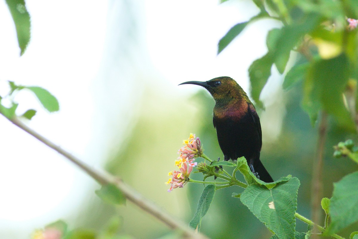 Copper Sunbird - ML528373351