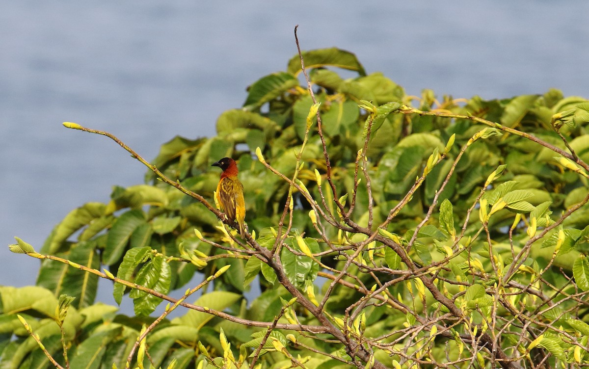 Giant Weaver - ML528373681