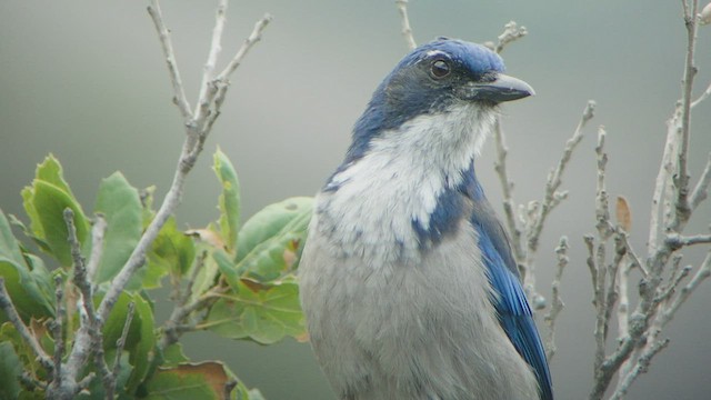 Island Scrub-Jay - ML528374551