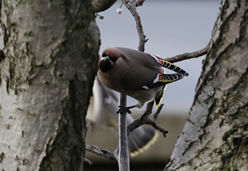 Bohemian Waxwing - ML528374641