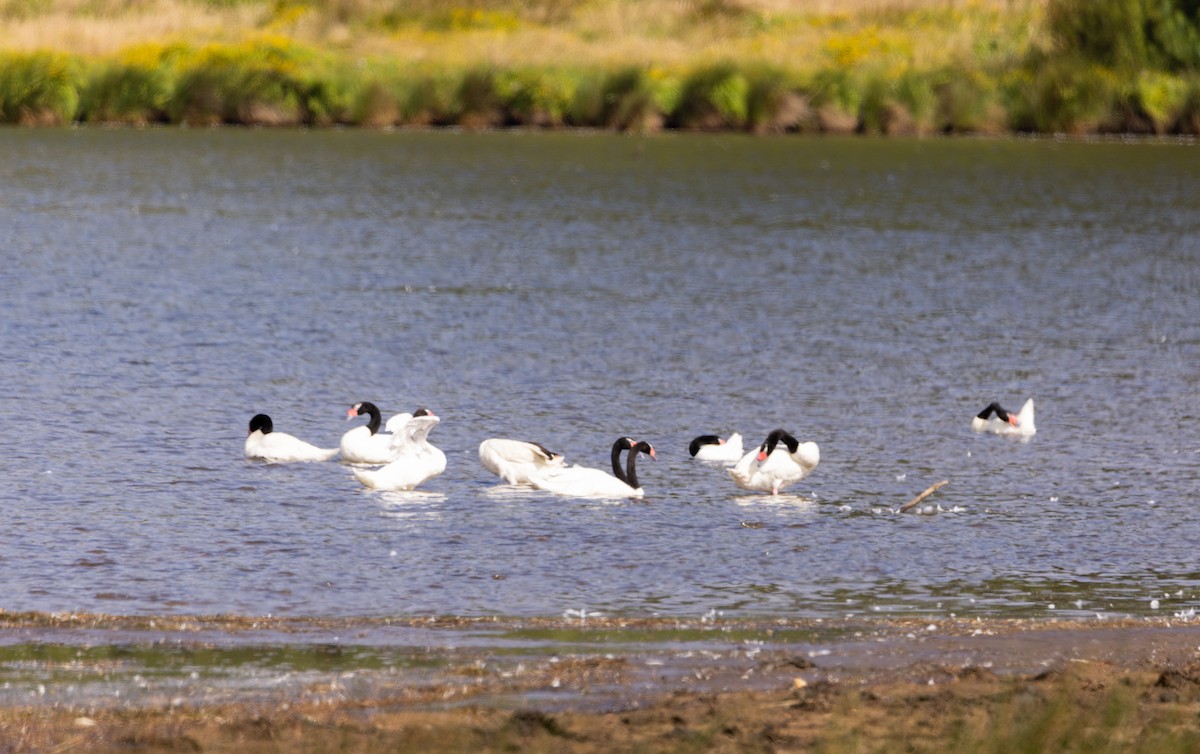 Black-necked Swan - ML528375461