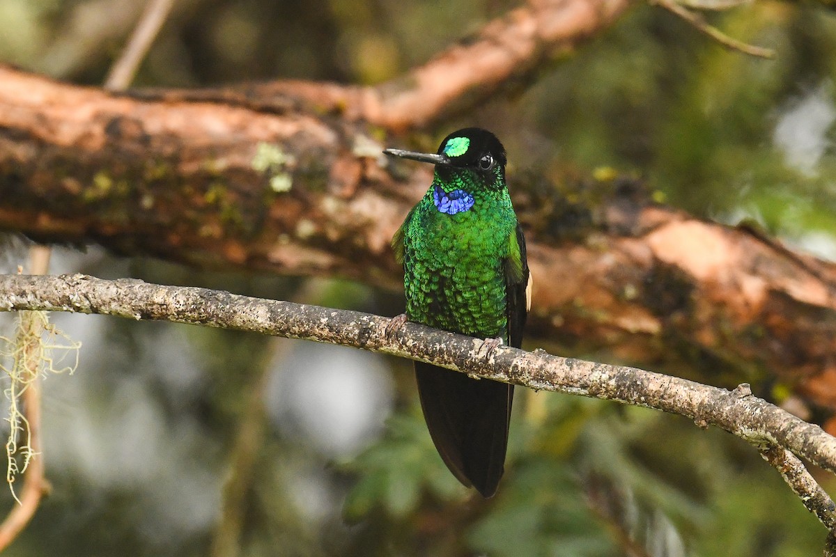 Buff-winged Starfrontlet - Maryse Neukomm