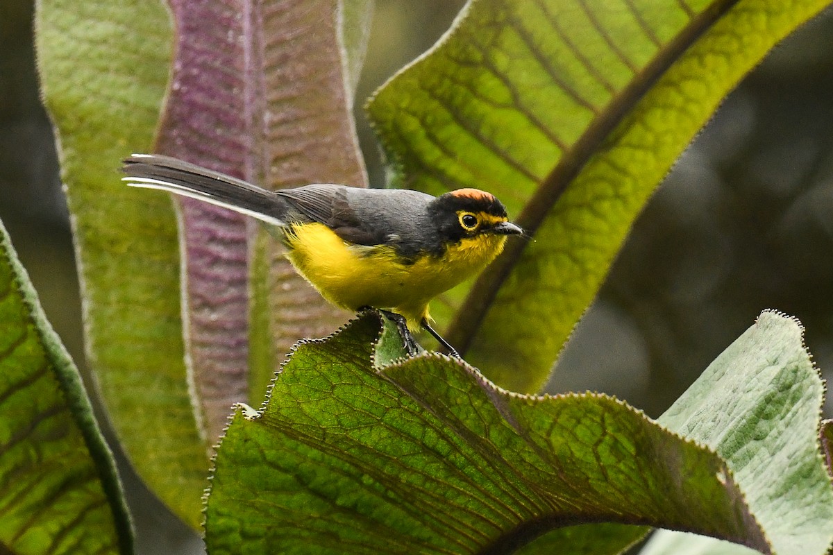 Spectacled Redstart - ML528375851