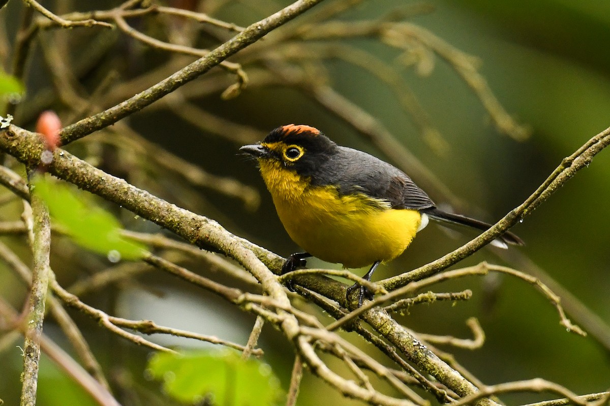 Spectacled Redstart - ML528375871
