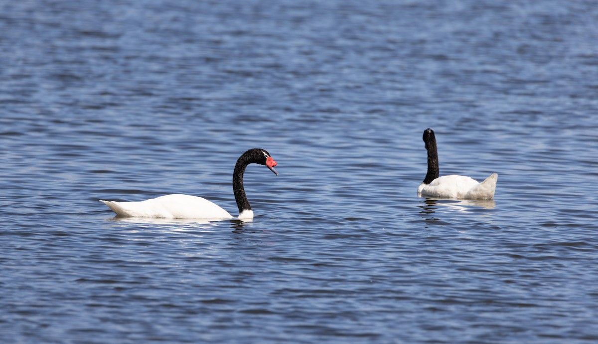Black-necked Swan - ML528375991