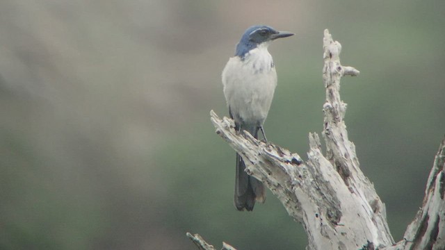 Geai de Santa Cruz - ML528376391