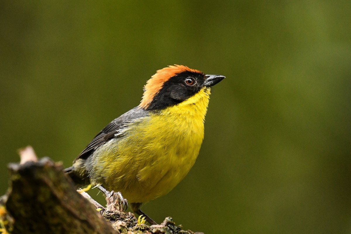 Yellow-breasted Brushfinch - ML528376661