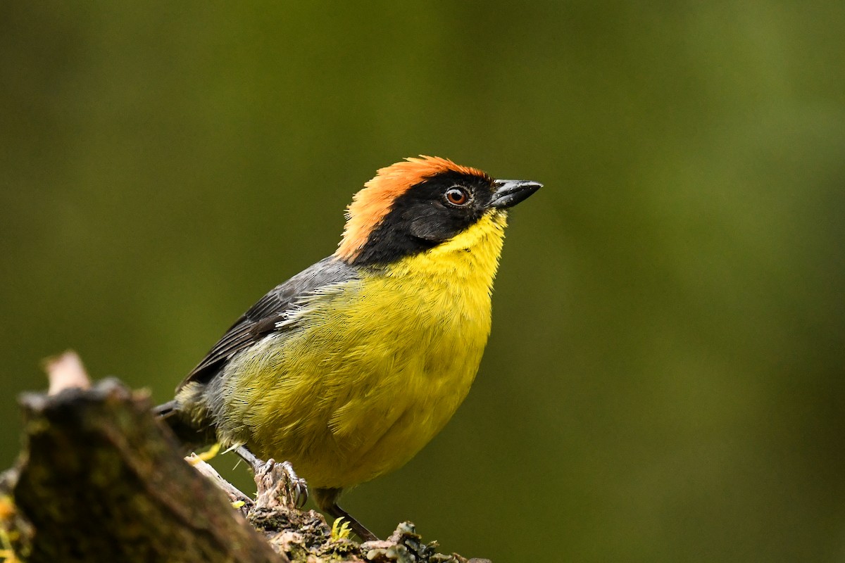 Yellow-breasted Brushfinch - Maryse Neukomm