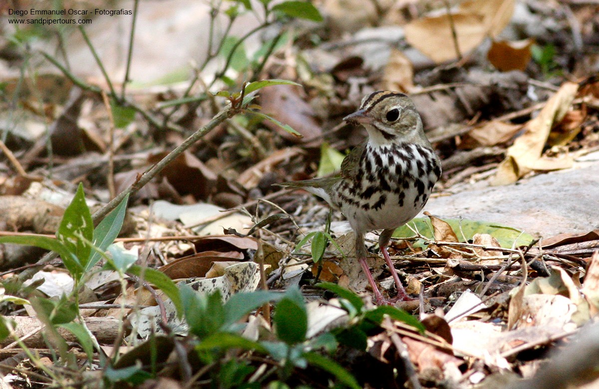 Ovenbird - ML52837671