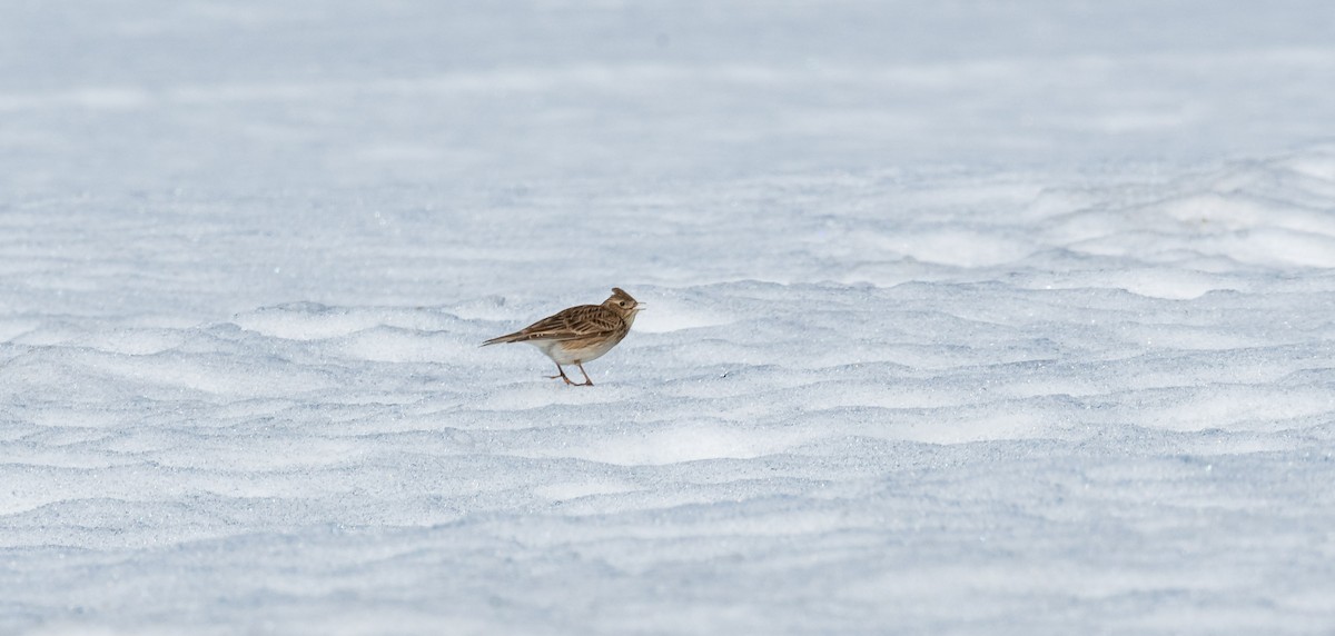 Eurasian Skylark (European) - Eric Francois Roualet