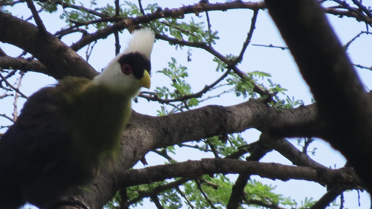 White-crested Turaco - ML528377011