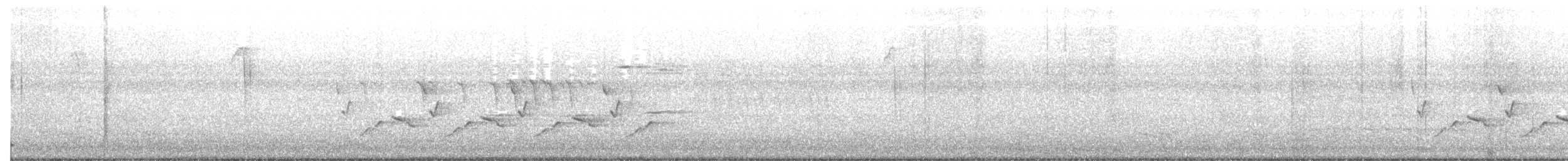 Поплітник каролінський - ML52837731