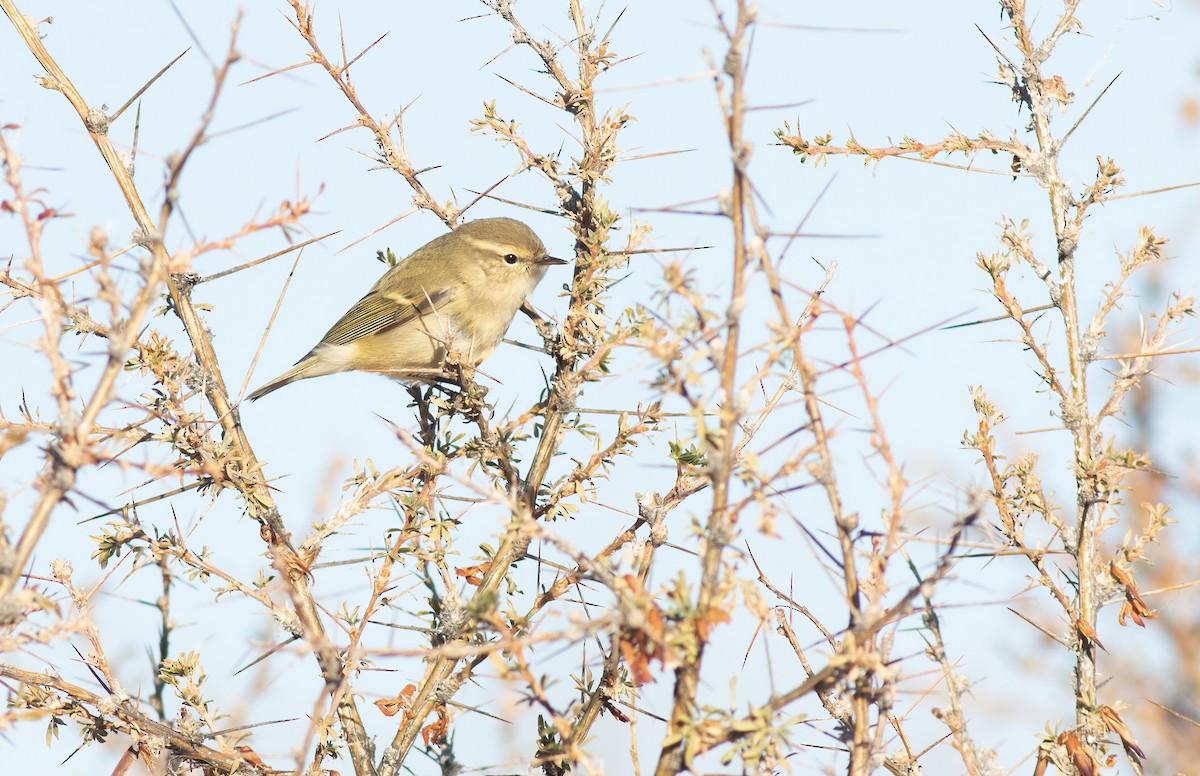 Hume's Warbler - Anders Odd Wulff Nielsen