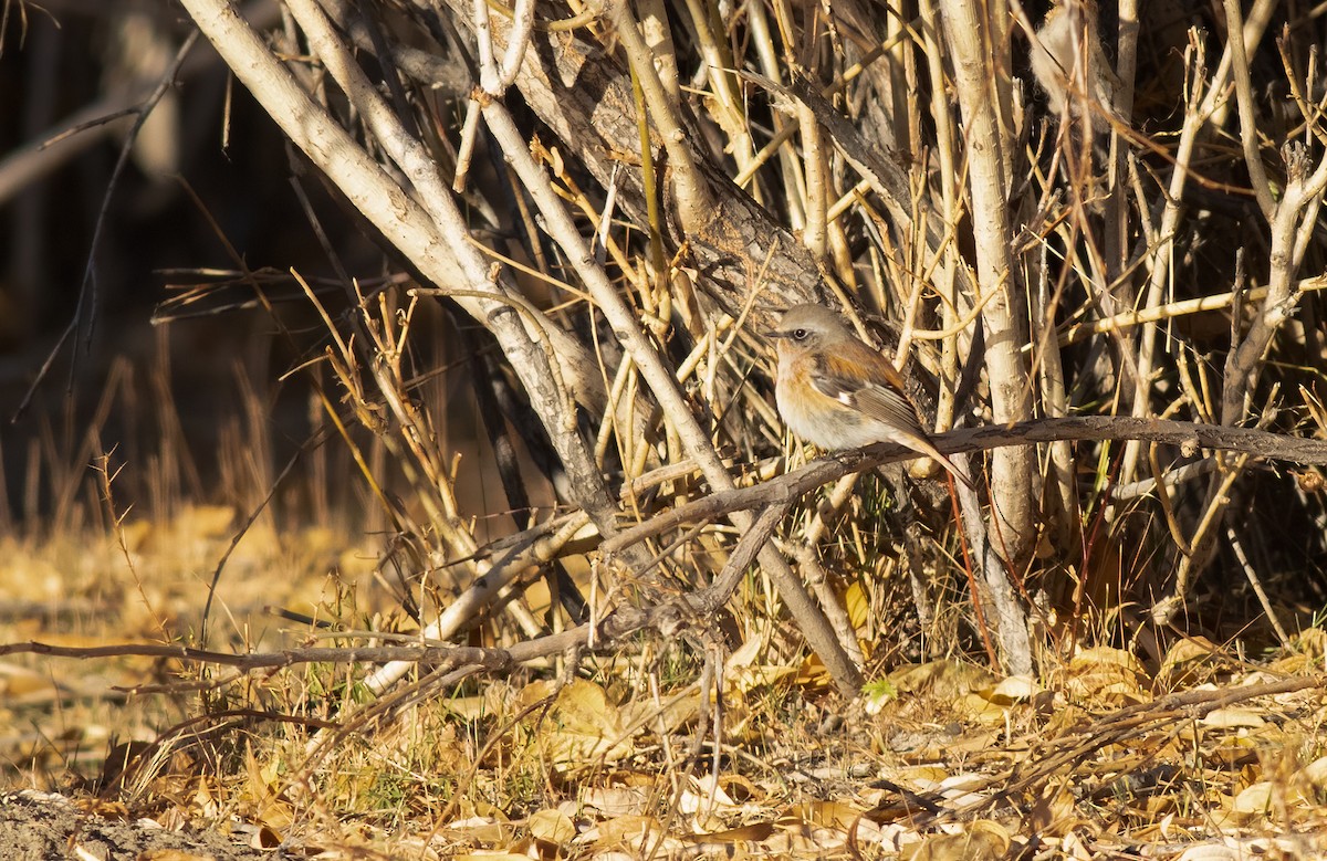 セアカジョウビタキ - ML528377551