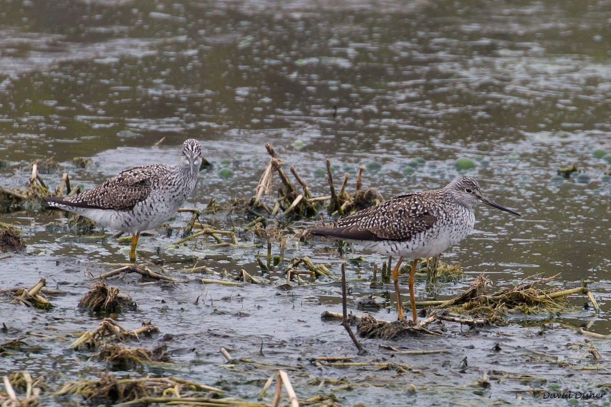 Greater Yellowlegs - ML52837911