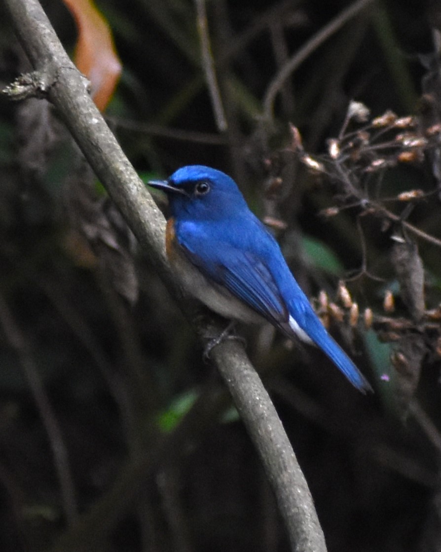 Blue-throated Flycatcher - ML528379831