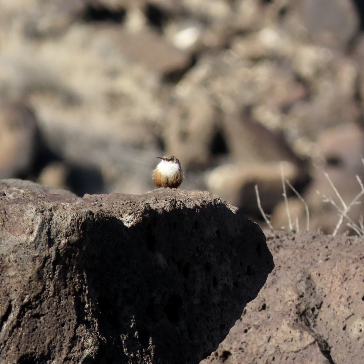 Canyon Wren - ML528380161