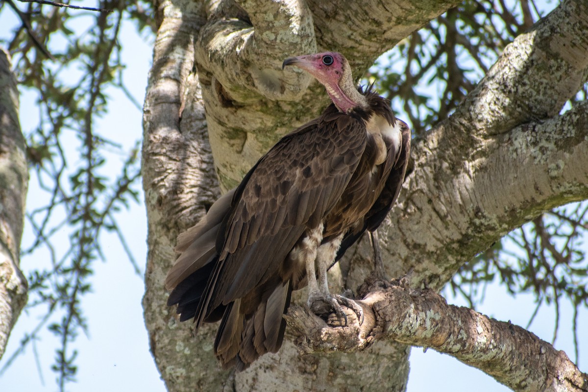 Hooded Vulture - ML528380201