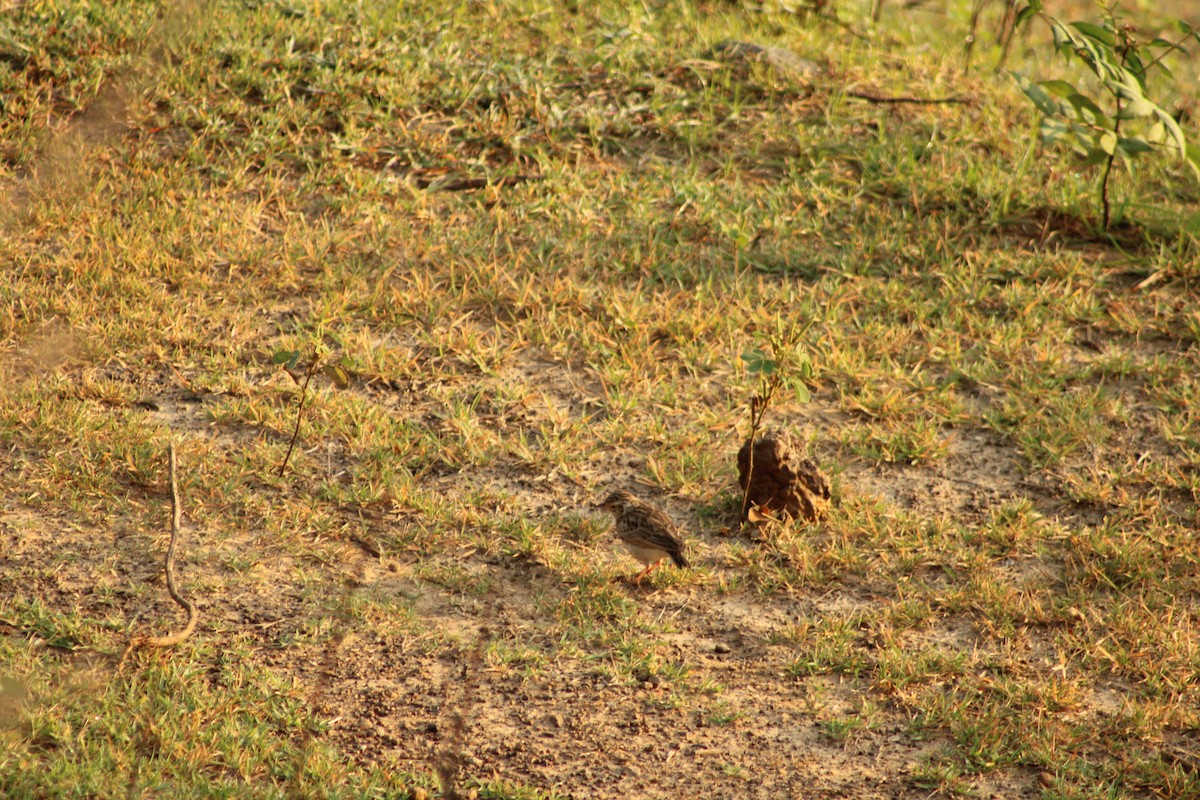 Jerdon's Bushlark - Claudia Pinheiro