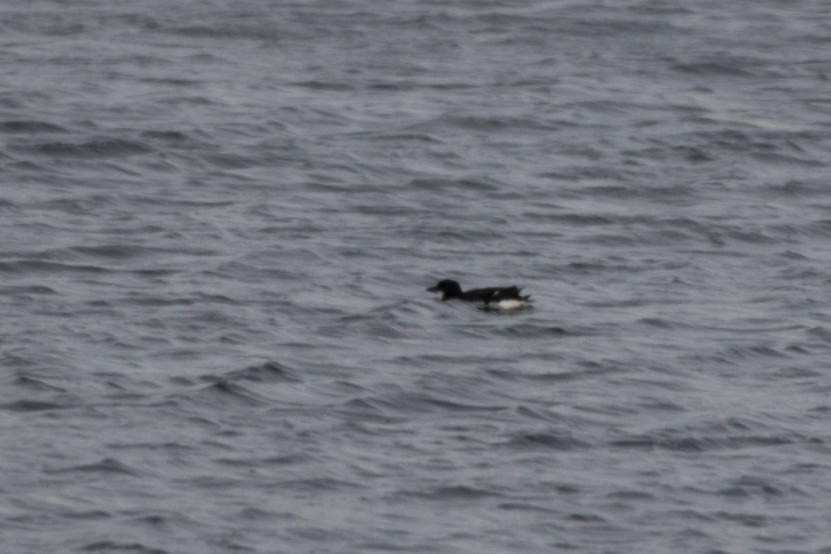 Thick-billed Murre - Detcheverry Joël