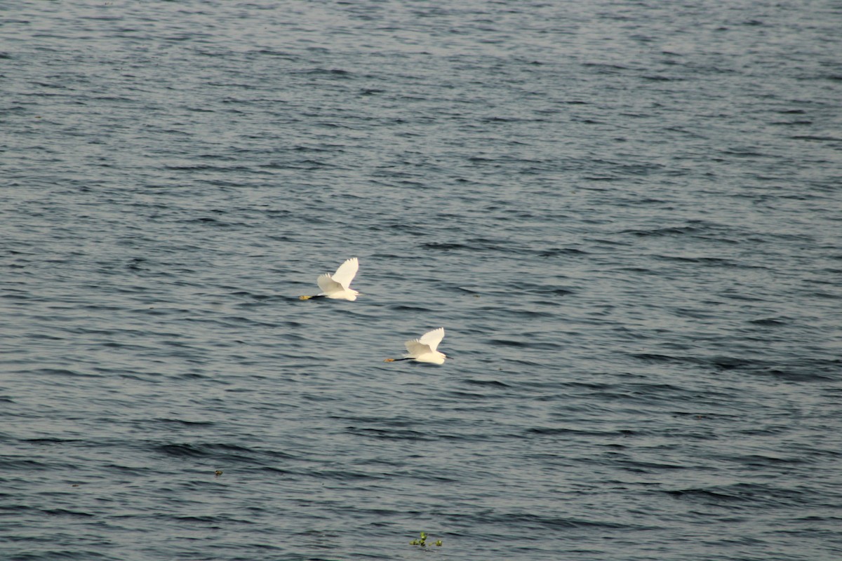 Little Egret - ML528381011