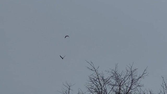 Short-eared Owl - ML528381261