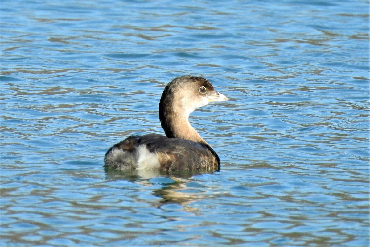 Pied-billed Grebe - ML528381631