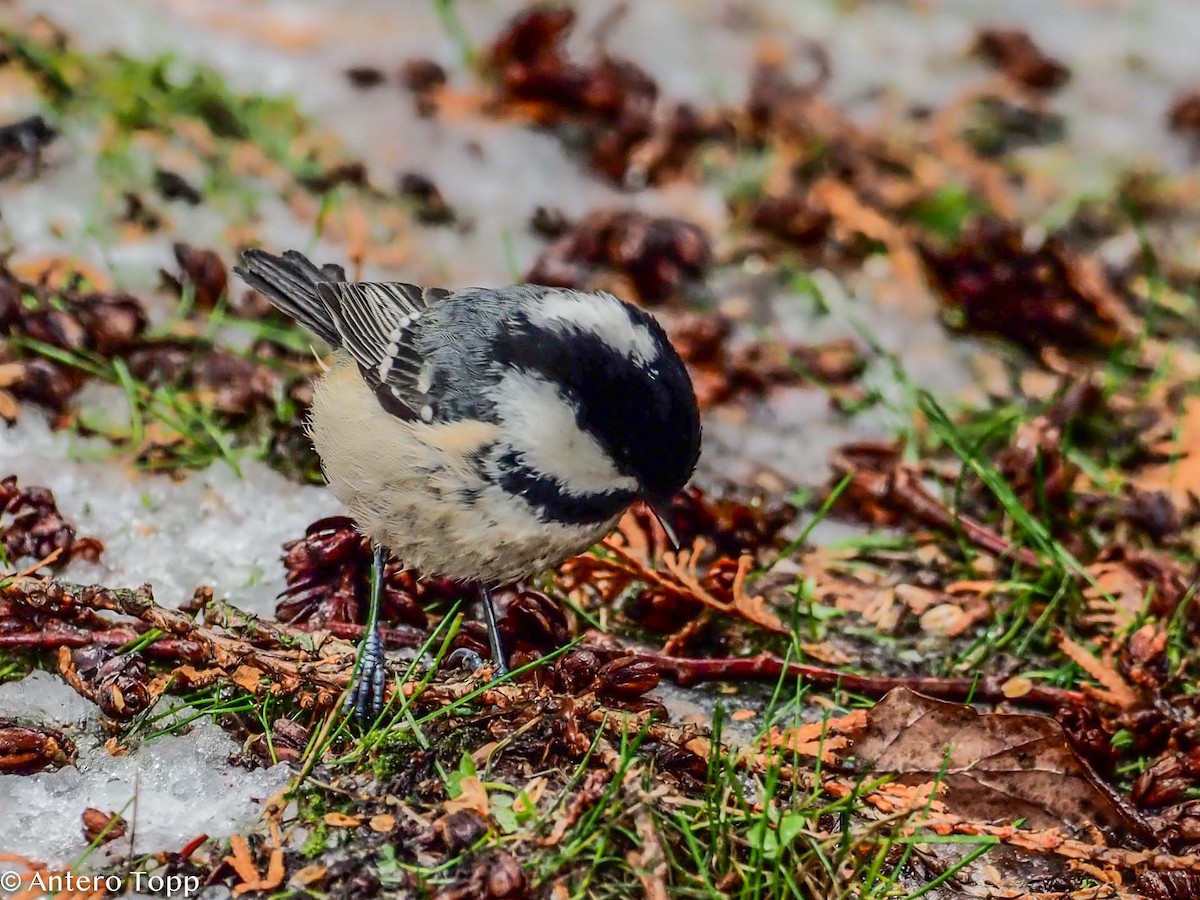 Coal Tit - ML528381661