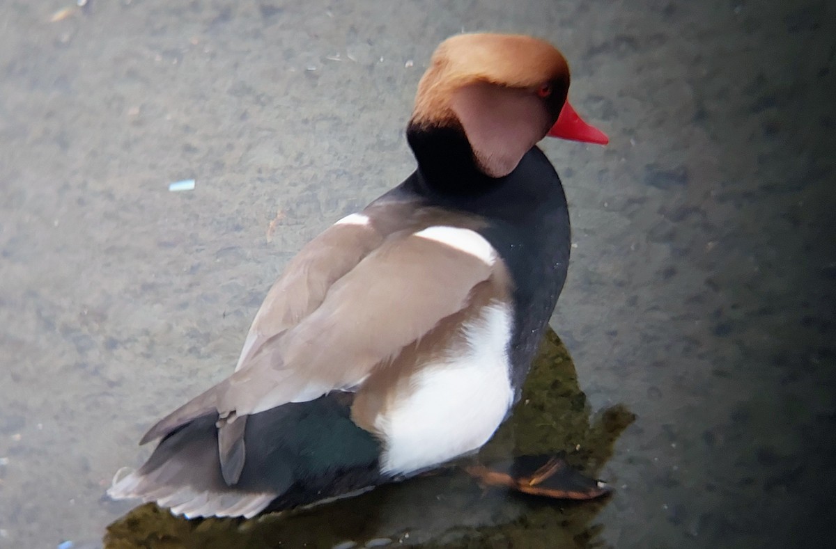 Red-crested Pochard - ML528382881