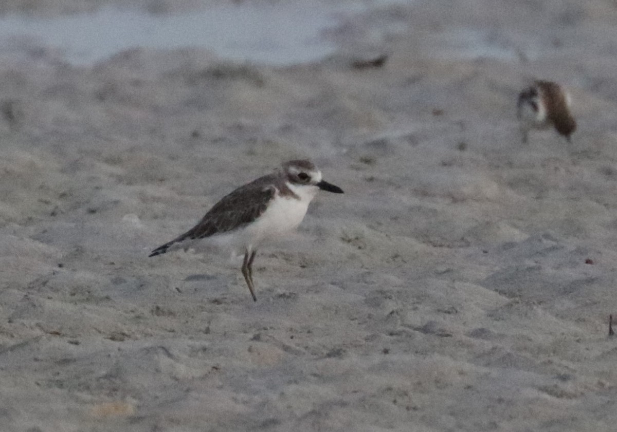 Greater Sand-Plover - ML528383751