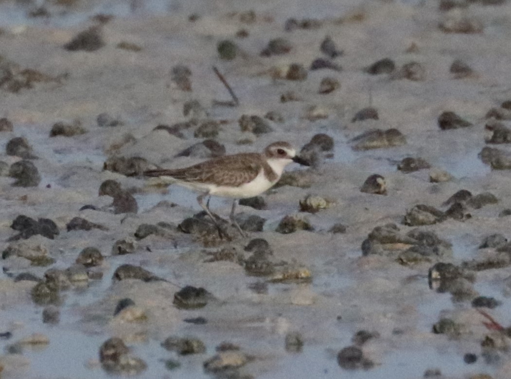 Greater Sand-Plover - Émile Brisson-Curadeau