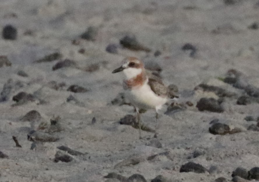 Greater Sand-Plover - Émile Brisson-Curadeau