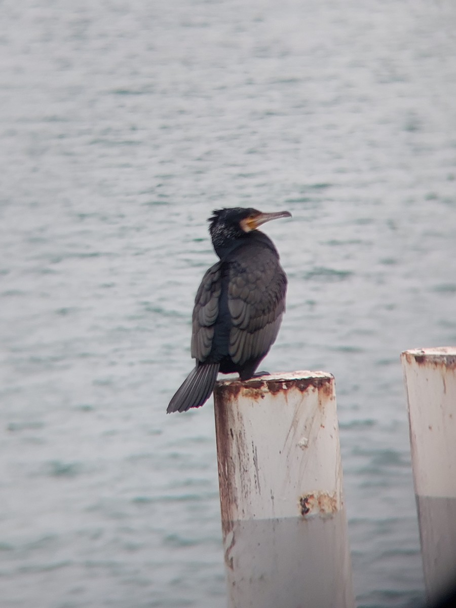 Great Cormorant - Tiare Rivera