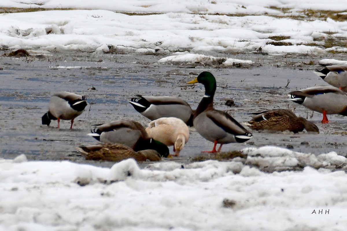 綠頭鴨 - ML528384201