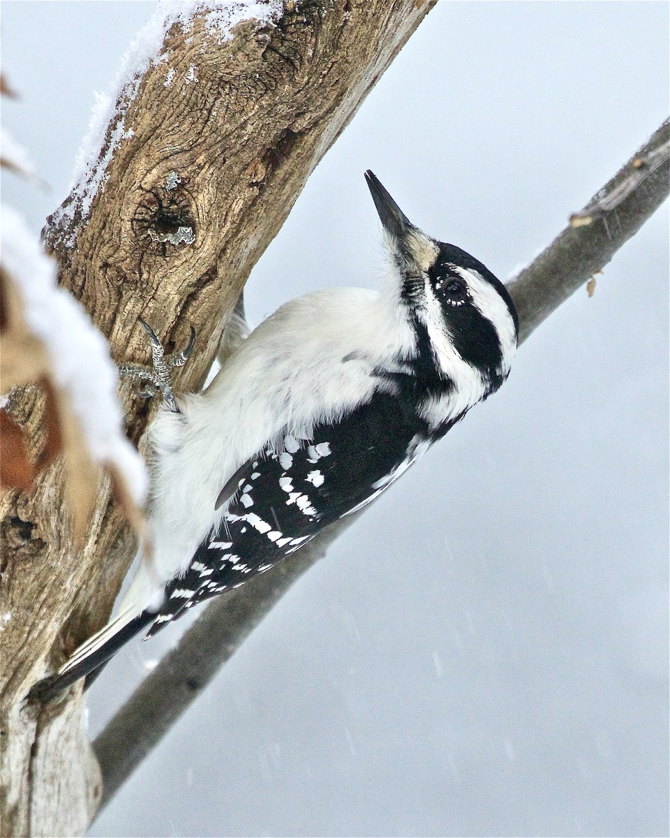 Hairy Woodpecker - Jack & Holly Bartholmai