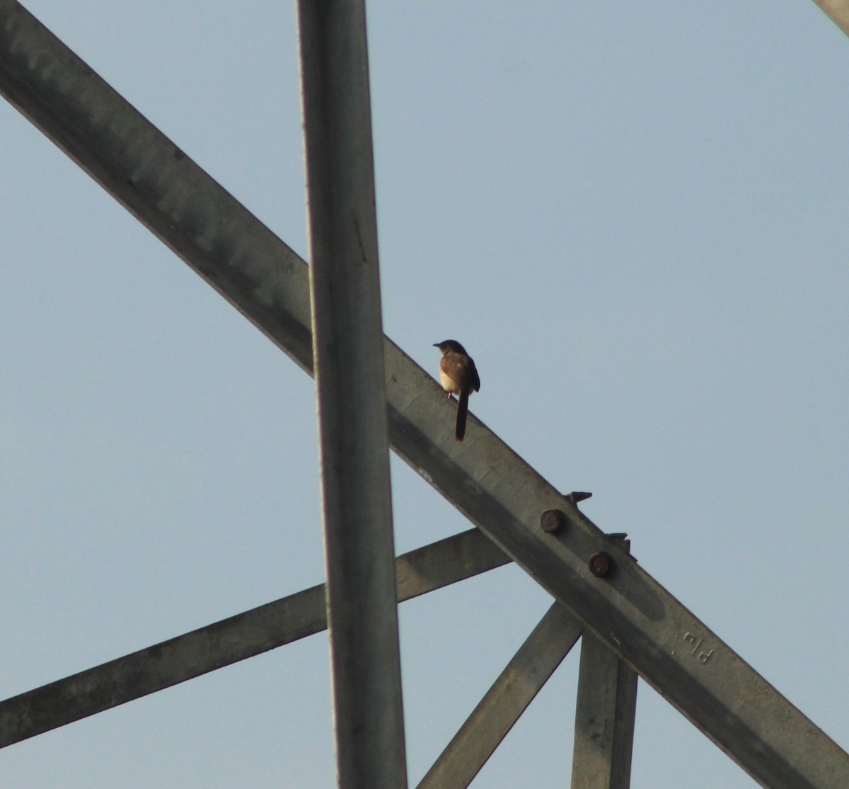 Gray-breasted Prinia - Claudia Pinheiro