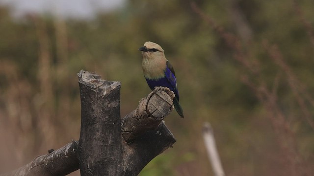 Blue-bellied Roller - ML528385441